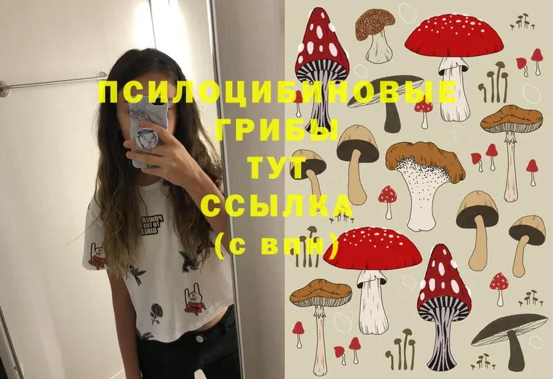 Псилоцибиновые грибы Psilocybine cubensis  Дмитров 